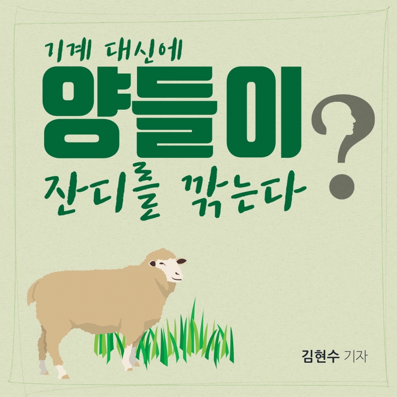 [로컬] 기계 대신에 양들이 잔디를 깎는다?